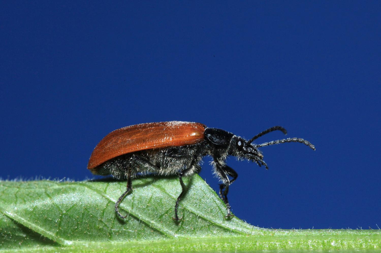 Omophlus sp. (Telebrionidae)