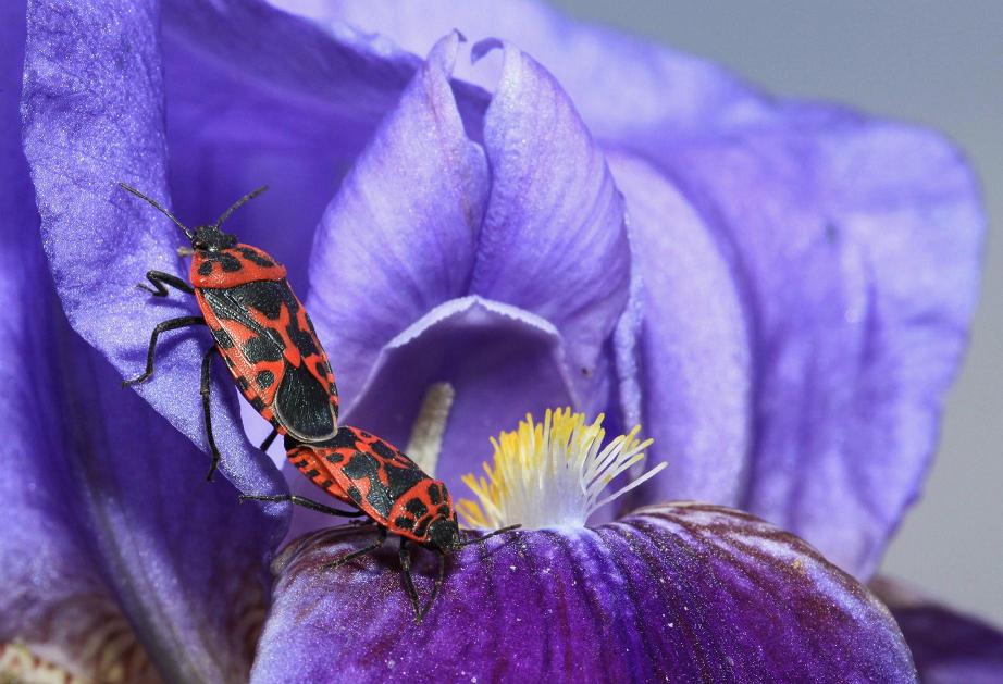 Pentatomidae: Eurydema ventrale della Toscana (AR)