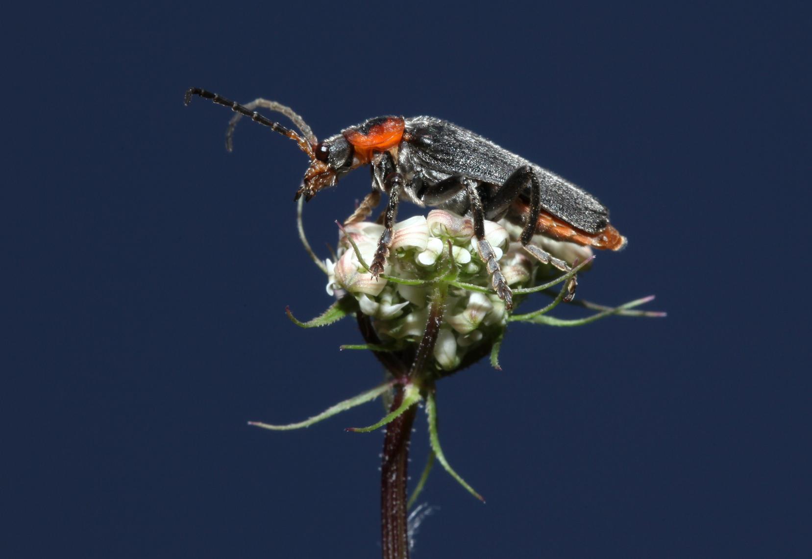 Cantharidae da identificare:  Cantharis cfr. rustica