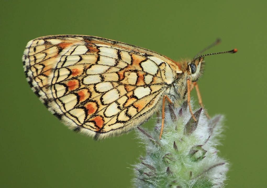 Identificazione lepidottero