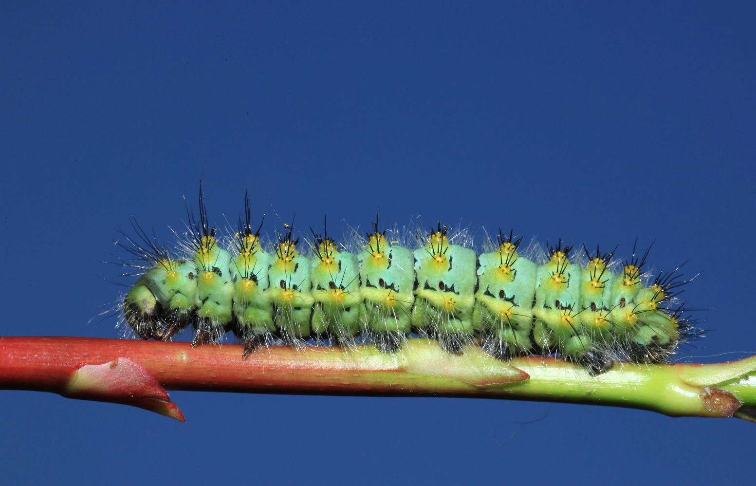 Identificazione bruco 2 - Saturnia (Eudia) pavoniella