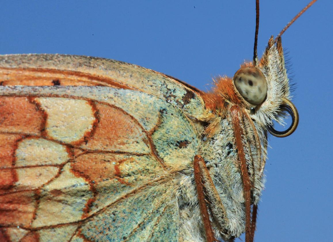 Identificazione farfalla