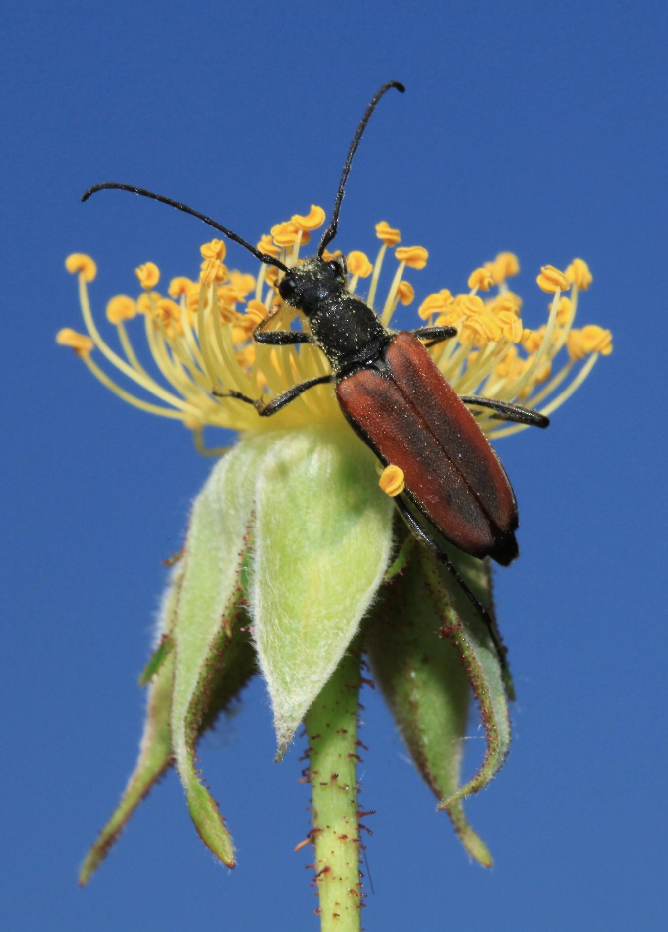 femmina di Anastrangalia dubia