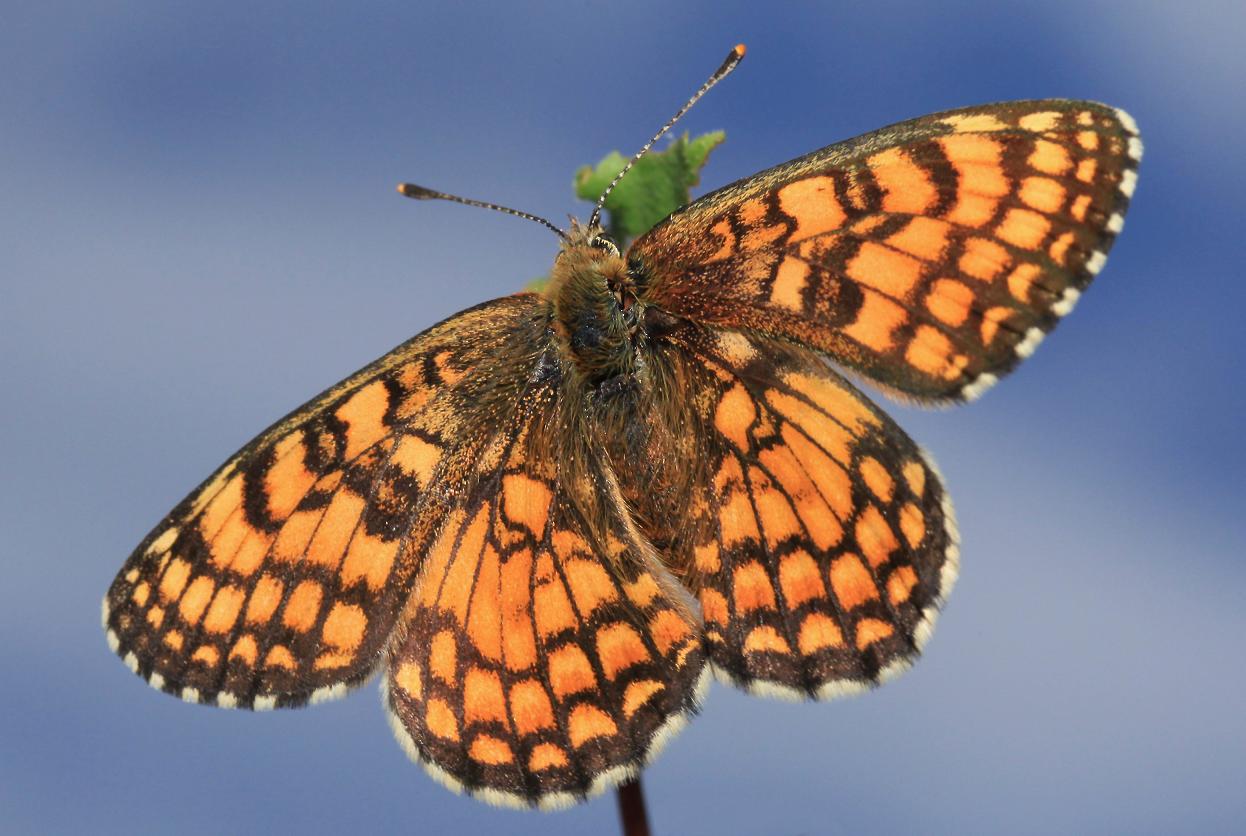 Melitaea?