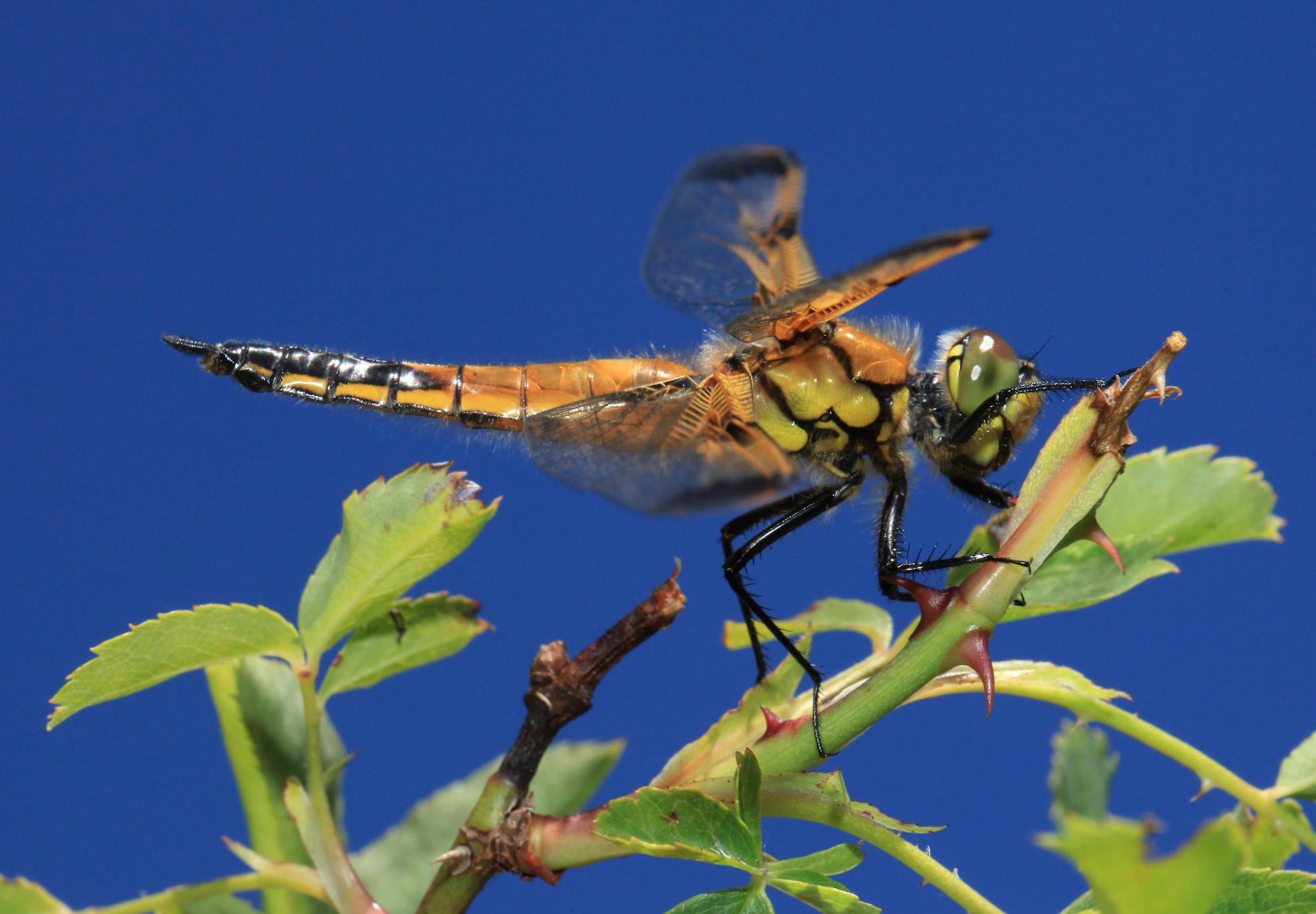 Identificazione libellula