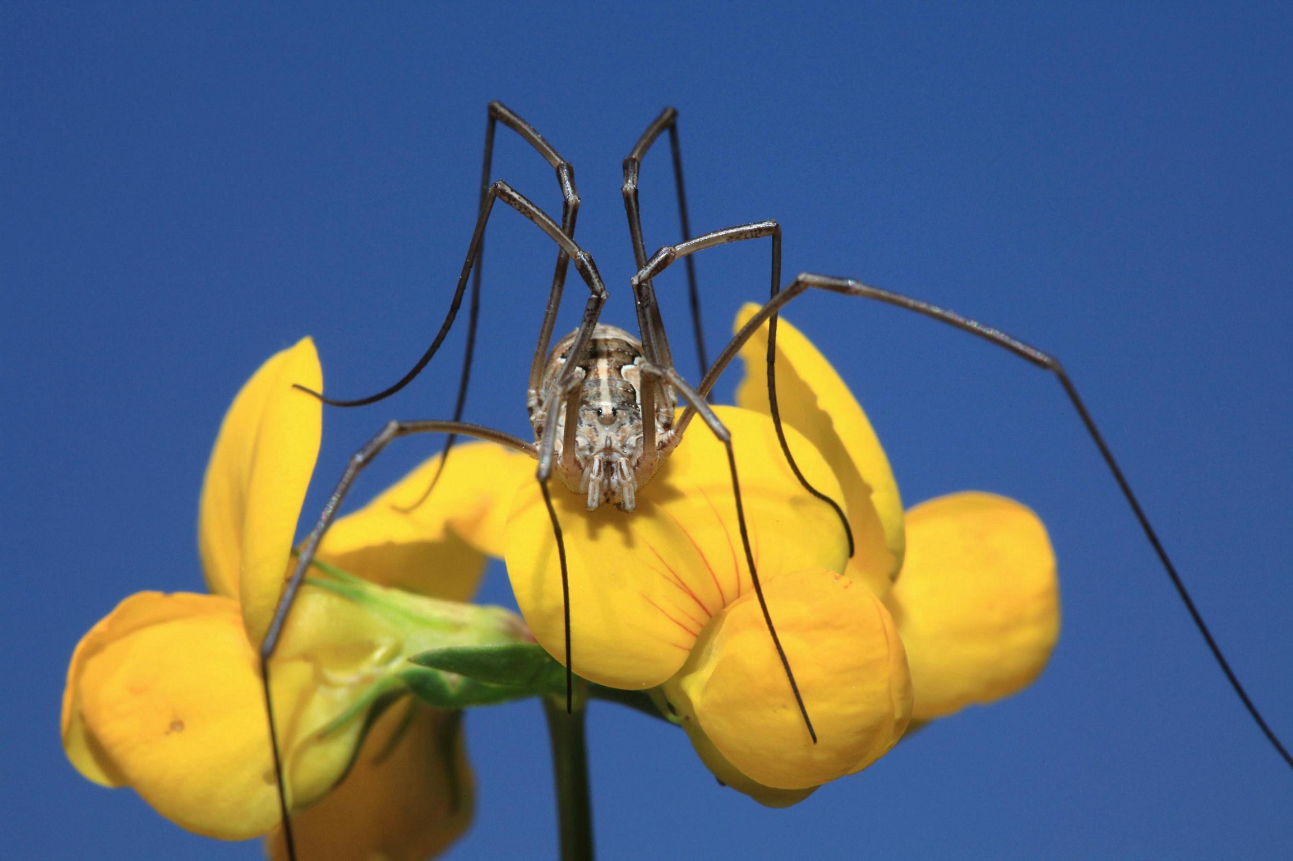 Opilione: Metaphalangium toscano