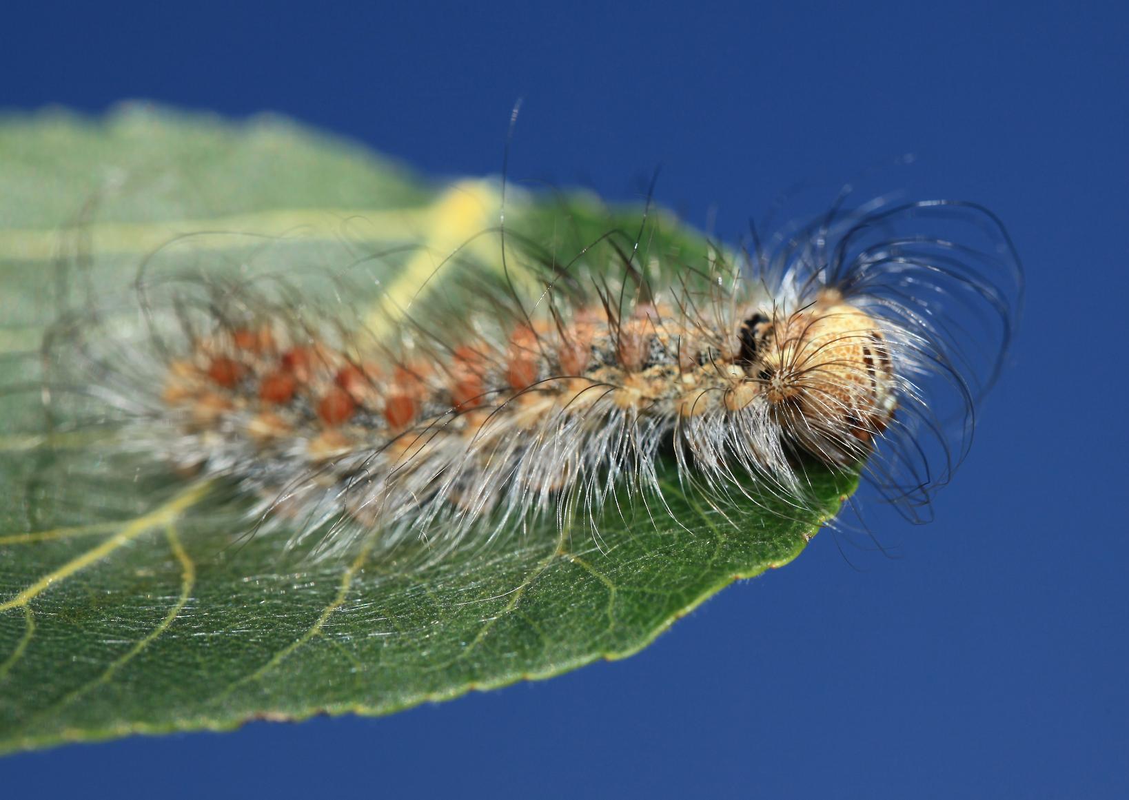 Identificazione bruco 3