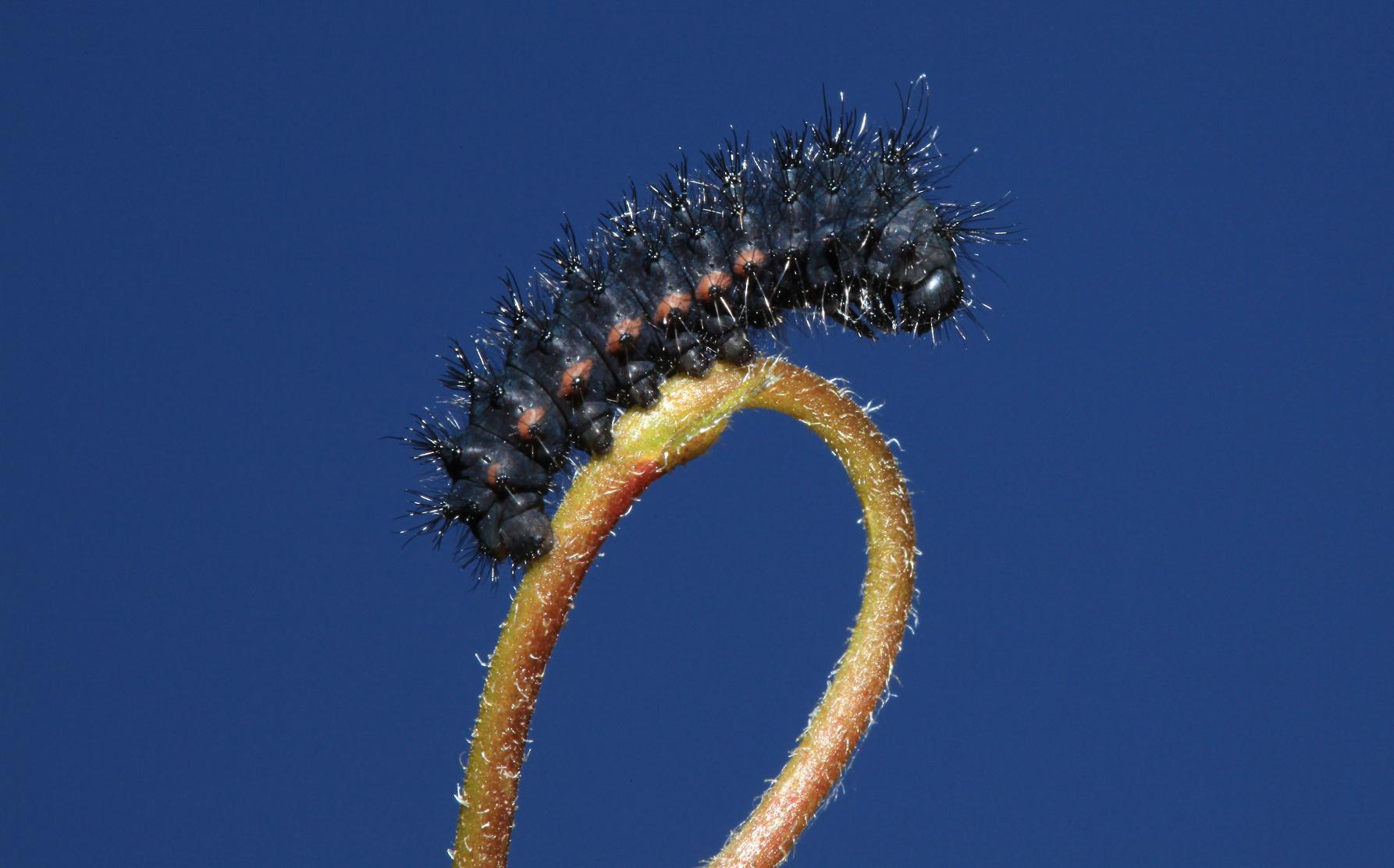 Larva di Saturnia (Eudia) pavoniella