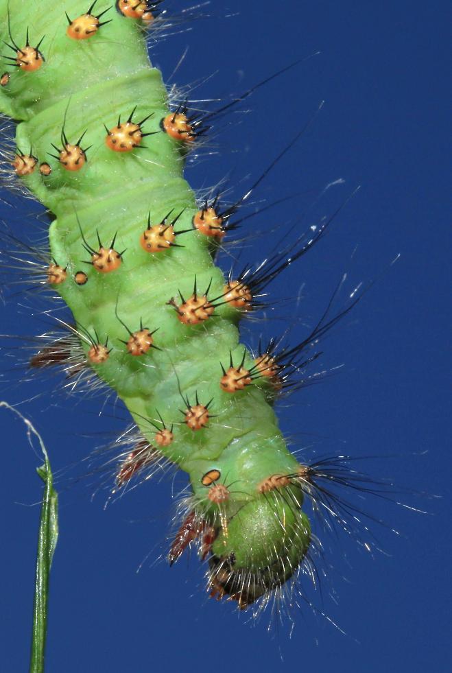 Identificazione bruco