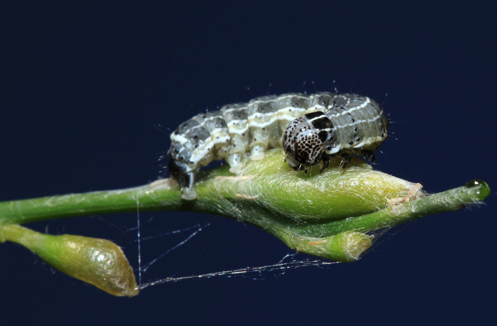 Identificazione bruco