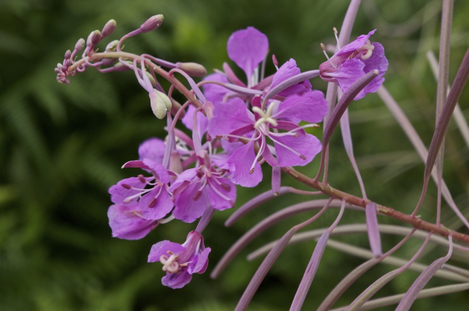 Chamaenerion angustifolium (ex Epilobium angustifolium)
