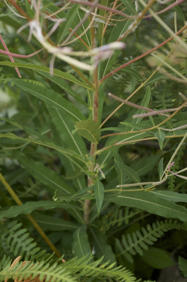 Chamaenerion angustifolium (ex Epilobium angustifolium)