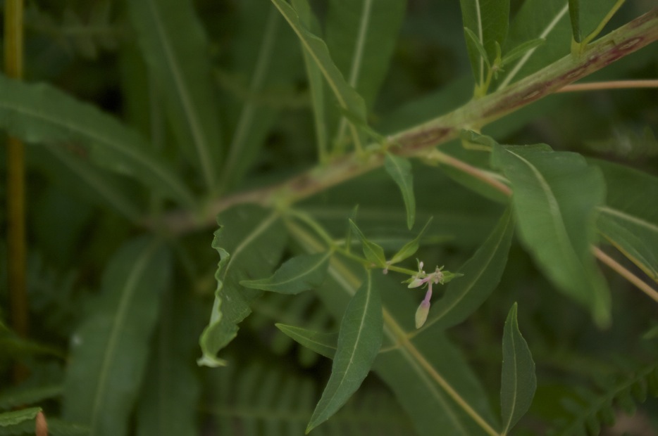 Chamaenerion angustifolium (ex Epilobium angustifolium)