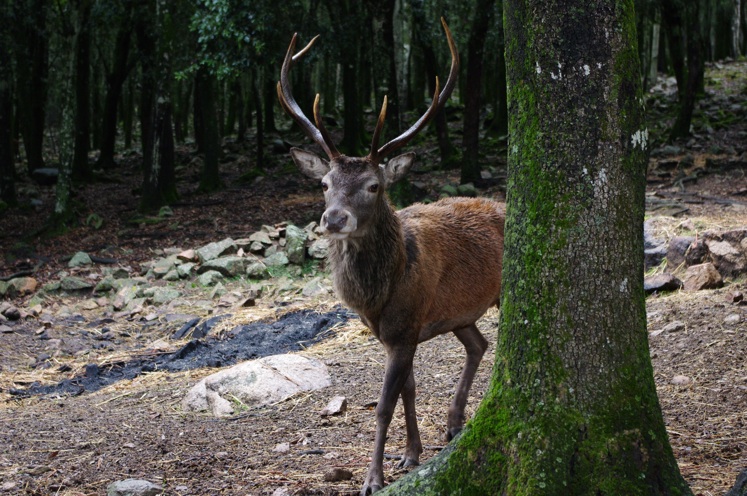 cervo sardo