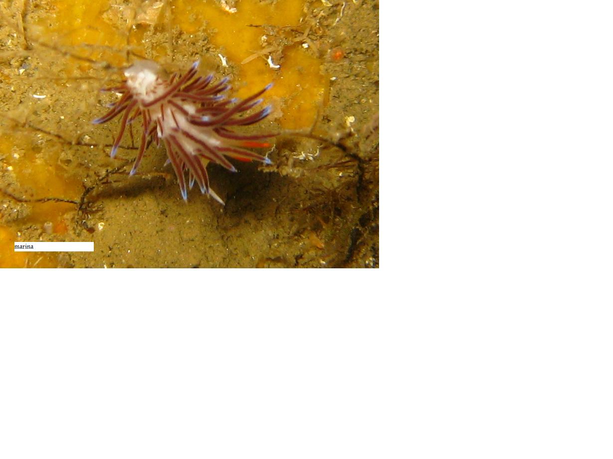 Flabellina sp.