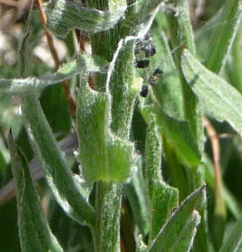 da determinare - Centaurea rhaetica o uniflora?