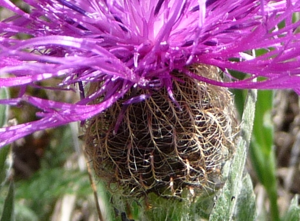 da determinare - Centaurea rhaetica o uniflora?