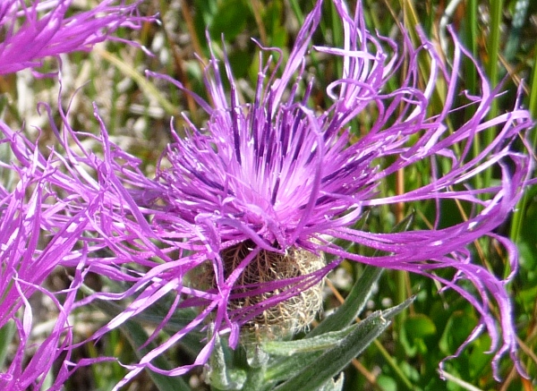 da determinare - Centaurea rhaetica o uniflora?