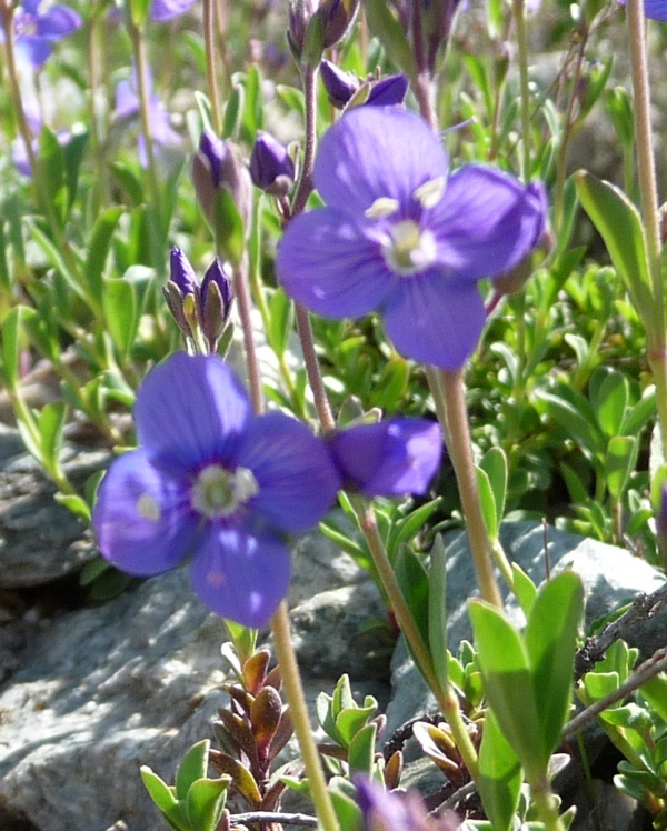 Veronica fruticans