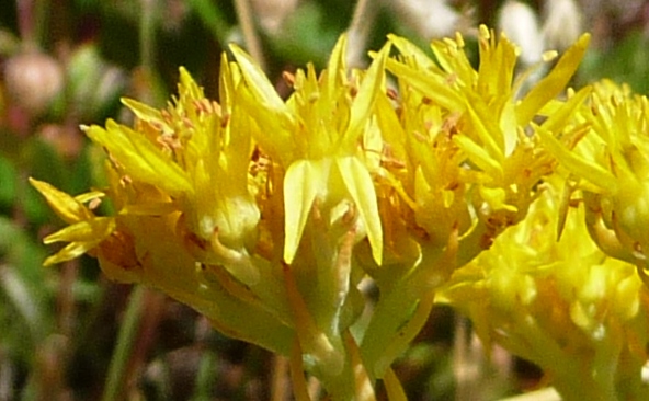 Sedum sp.