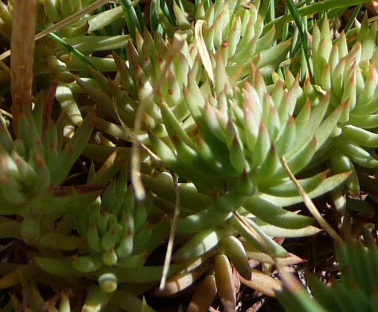 Sedum sp.