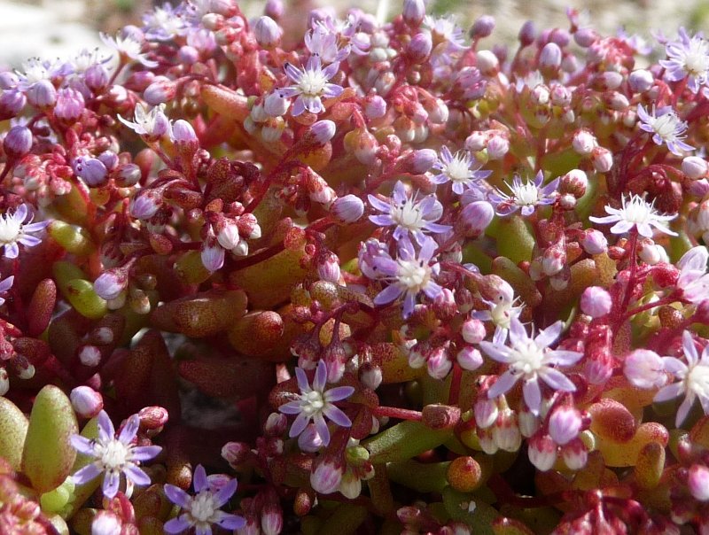 Sedum caeruleum / Borracina azzurra
