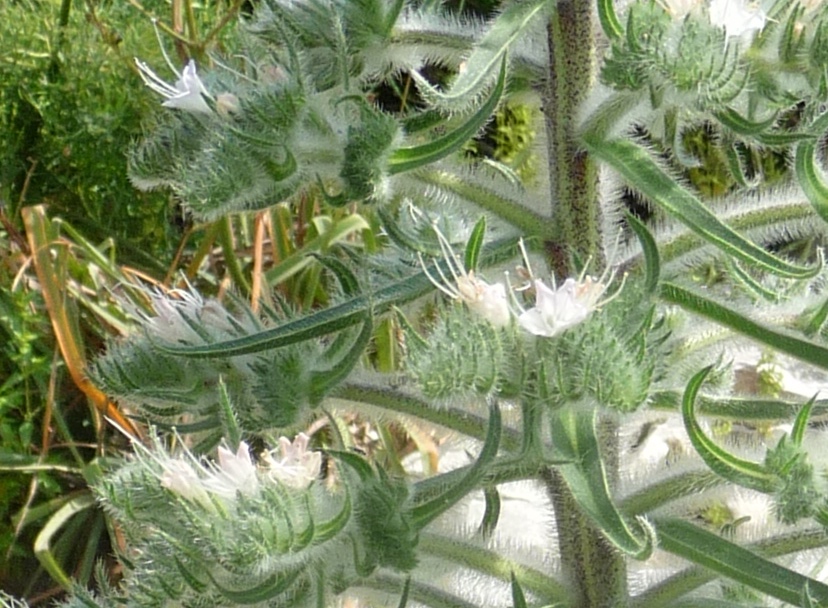 Echium italicum