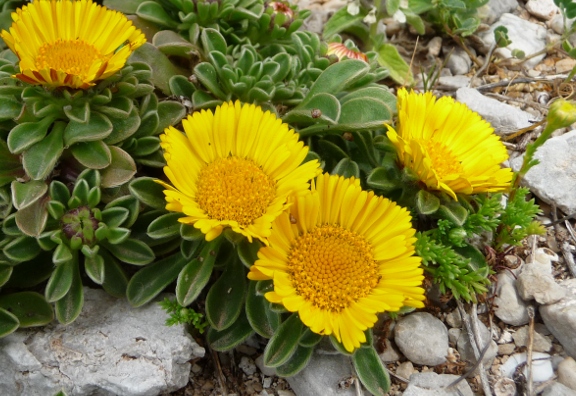 Pallenis maritima (=Asteriscus maritimus) / Asterisco marittimo