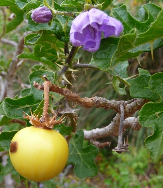 Solanum linnaeanum (=Solanum sodomaeum) / Pomo di Sodoma