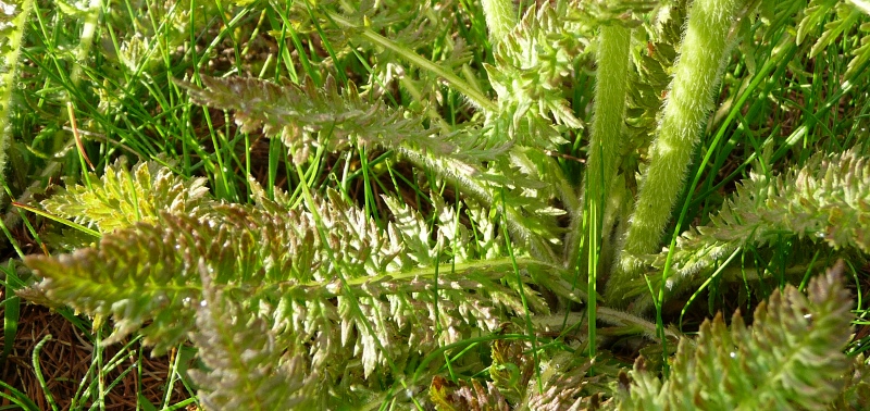 Pedicularis sp