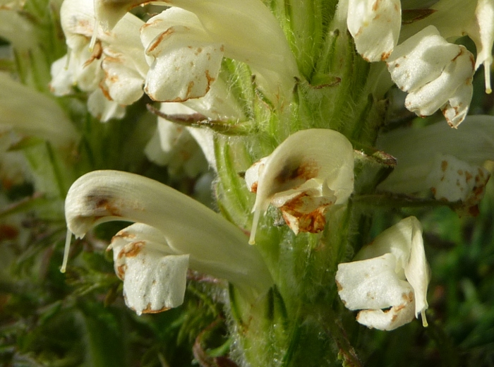 Pedicularis sp