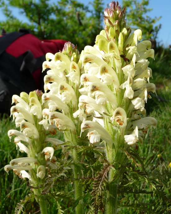 Pedicularis sp