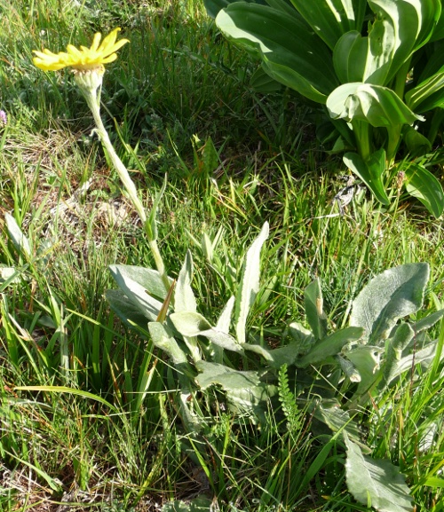 Senecio doronicum