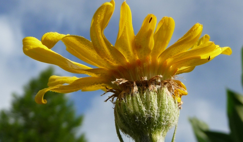 Senecio doronicum