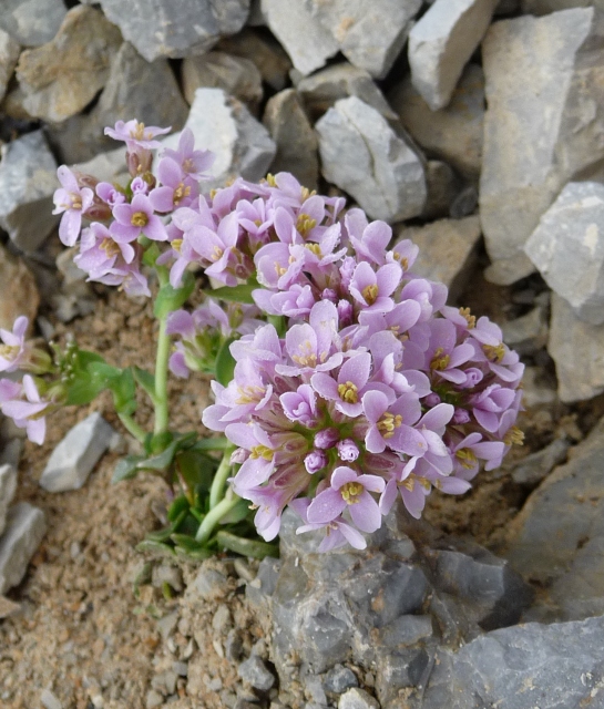 Noccaea rotundifolia (=Thlaspi rotundifolium) / Tlaspi a foglie rotonde