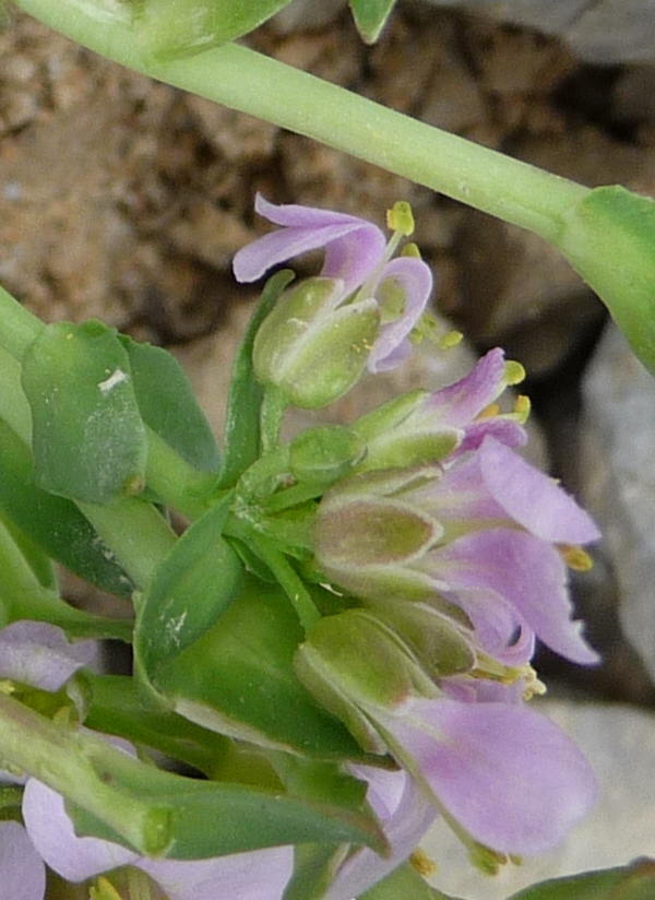 Noccaea rotundifolia (=Thlaspi rotundifolium) / Tlaspi a foglie rotonde
