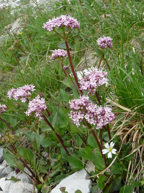 Valeriana montana