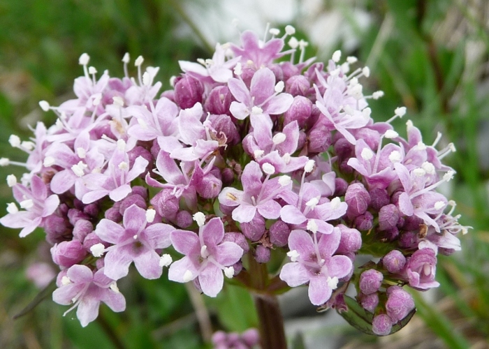 Valeriana montana