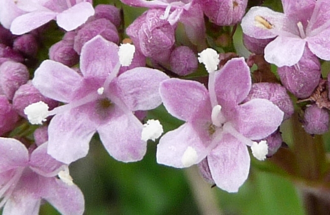 Valeriana montana