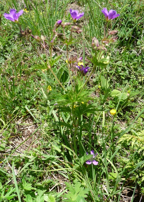 Geranium sylvaticum