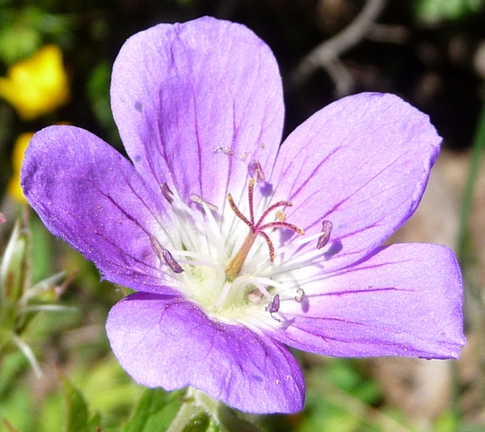 Geranium sylvaticum