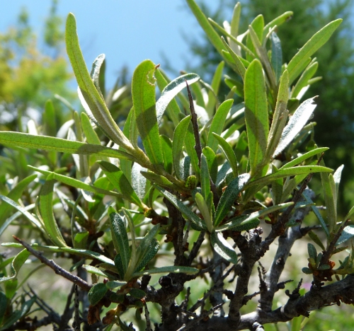 olivello spinoso?