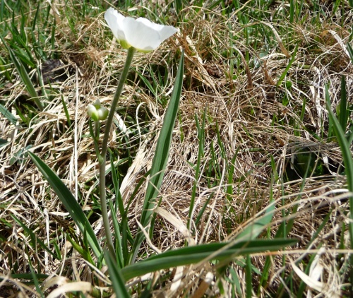 da determinare - Ranunculus kuepferi