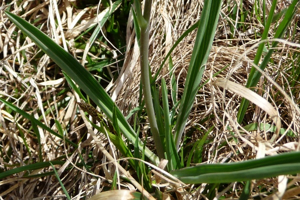 da determinare - Ranunculus kuepferi