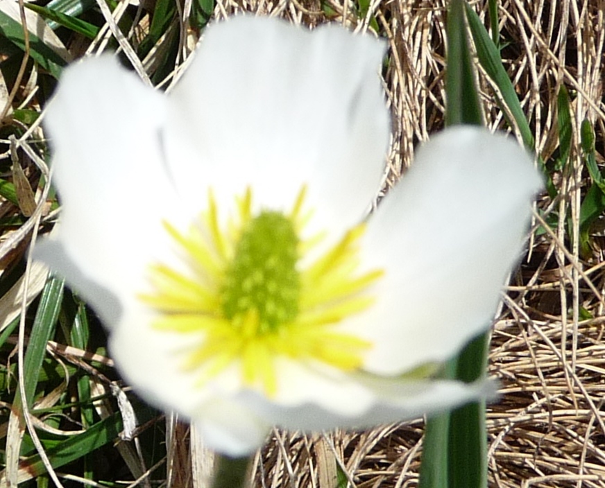 da determinare - Ranunculus kuepferi