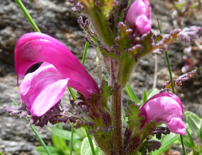 da determinare - Pedicularis sp