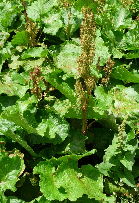 Rumex arifolius e Rumex sp.