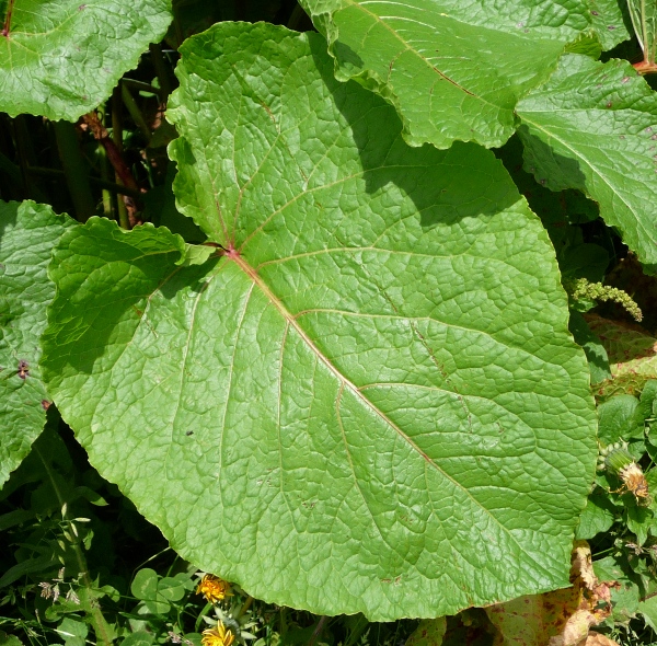 Rumex arifolius e Rumex sp.