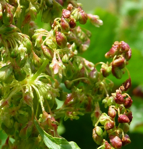 Rumex arifolius e Rumex sp.