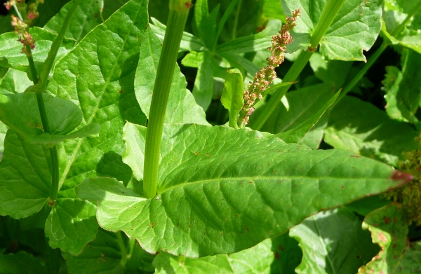 Rumex arifolius e Rumex sp.